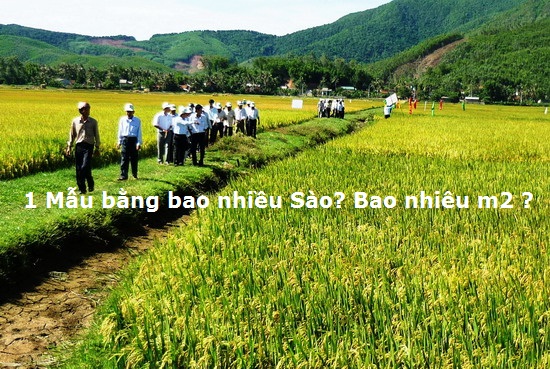 1 sào bằng bao nhiêu m2? Tính cho cả 3 miền Bắc, Trung, Nam